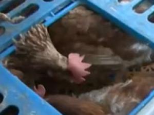 Thị trường - Tiêu dùng - Nửa tấn gà thối loại siêu trứng ồ ạt tràn vào nội địa