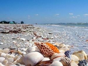 Sức khỏe đời sống - Ăn một con ốc, hôn mê sâu ba ngày chưa tỉnh