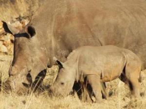 Tin tức trong ngày - Nam Phi: Hai người Việt bị bắt do tàng trữ sừng tê giác