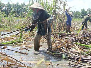 Thị trường - Tiêu dùng - Nước ngập tràn ruộng, lũ "cuốn phăng" giá mía