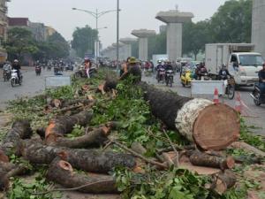 Tin tức trong ngày - Hà Nội tiếp tục chặt bỏ hàng trăm cây cổ thụ