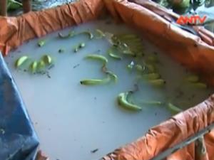 Thị trường - Tiêu dùng - Phát hoảng chuối xanh ngâm hóa chất "độc"