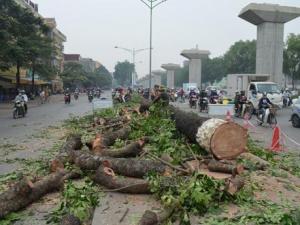 Tin tức trong ngày - HN chặt hàng trăm cây cổ thụ: "Tốt nhất là chuyển cây đi"