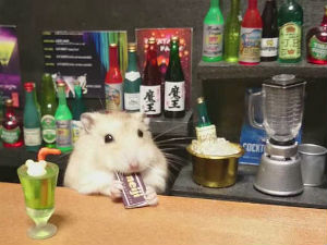 Chú chuột Hamster làm bồi bàn quán bar siêu đáng yêu