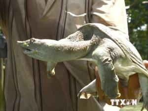 Thị trường - Tiêu dùng - Thu nhập trên 1,5 tỷ đồng/năm từ nuôi ba ba