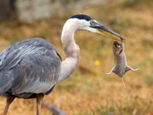 Tin tức trong ngày - Ảnh đẹp: Chuột nhỏ cố vùng vẫy thoát khỏi mỏ chim diệc đói