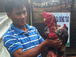 Tài chính - Bất động sản - “Vua” gà Đông Tảo Đồng bằng sông Cửu Long