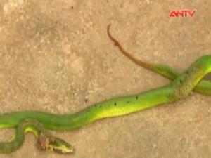 Video An ninh - Rắn cực độc xuất hiện nhiều bất thường ở Nghệ An