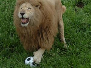 Phi thường - kỳ quặc - Thú vị xem sư tử chơi bóng, chó lái xe