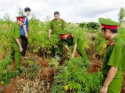 Pháp luật - &quot;Ngã ngửa&quot; với những vụ trồng cần sa... để trị bệnh