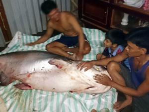 Tin tức trong ngày - Đồng Tháp: Bắt được cá tra dầu “khủng” nặng gần 140kg