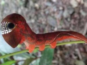 Phi thường - kỳ quặc - Những loài động vật có vẻ "đáng gờm"