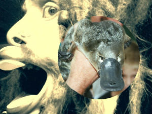 Phi thường - kỳ quặc - Chàng trai tự biến mặt thành... "thú mỏ vịt"