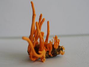 Sức khỏe đời sống - VN nghiên cứu thành công đông trùng hạ thảo giá 7 triệu/kg