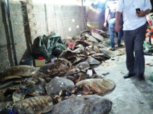 Tin tức trong ngày - Phát hiện vụ chế tác rùa biển quý hiếm lớn nhất nước