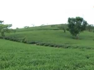 Thị trường - Tiêu dùng - Chè Việt bị đồn nhiễm dioxin được thông quan