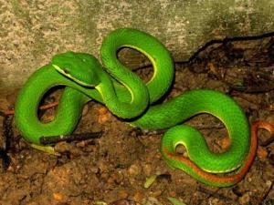 Tin tức trong ngày - Rắn lục đuôi đỏ xuất hiện ở Quảng Ngãi: Công an vào cuộc