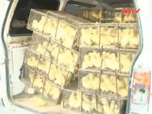 Thị trường - Tiêu dùng - Gia cầm, bánh kẹo Trung Quốc ồ ạt tràn vào VN