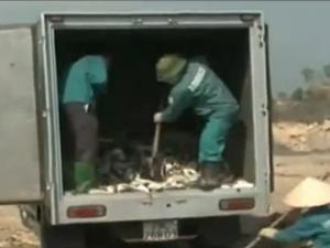 Video An ninh - Quảng Ninh: Tiêu hủy 1,4 tấn cá nóc có độc tố tự nhiên