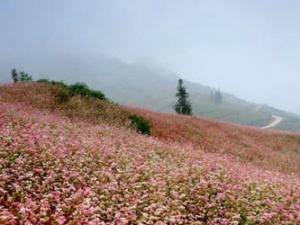 Du lịch - Lào Cai trồng thêm 20ha tam giác mạch cho du lịch