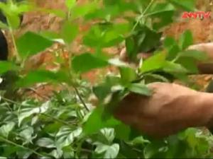 Video An ninh - Điên Biên: Giật mình số người chết vì tự tử bằng lá ngón