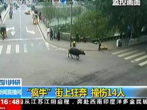 Tin tức trong ngày - TQ: Bắn hạ trâu "điên" húc bị thương 14 người