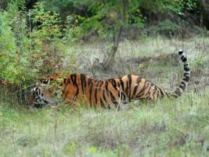 Tin tức trong ngày - “Hổ của Putin” ăn thịt 18 con dê Trung Quốc