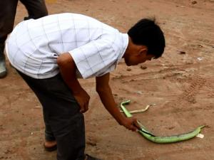 Tin tức trong ngày - Đà Nẵng ra công văn khẩn phòng chống rắn lục đuôi đỏ