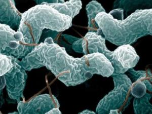 Sức khỏe đời sống - Ăn thịt gà làm sao để khỏi nhiễm bệnh?