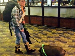 Phi thường - kỳ quặc - Lợn bị đuổi khỏi máy bay vì khiến hành khách sợ hãi