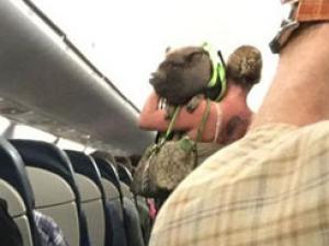 Mỹ: Nữ hành khách và lợn cưng bị đuổi khỏi máy bay