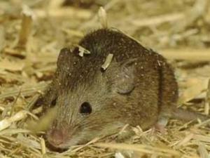 Sức khỏe đời sống - Dịch hạch: Ăn thịt chuột có nhiễm bệnh?