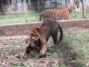 Tin tức trong ngày - "Đột nhập" trại nuôi hổ lớn nhất ở Thanh Hóa