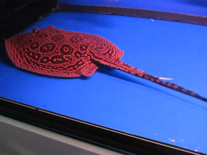 Thị trường - Tiêu dùng - Chơi Sam cảnh bạc tỷ: Lắm tiền, có "gan" mới dám