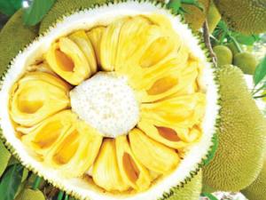 Sức khỏe đời sống - Mít ngăn ngừa thiếu máu và chống ung thư