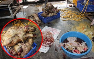 Tin tức trong ngày - Phát hiện cơ sở giết mổ động vật hoang dã giữa Thủ đô