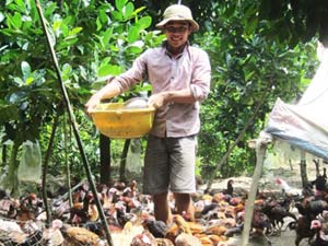 Thị trường - Tiêu dùng - Làm chơi mà thu trăm triệu từ nuôi gà “chạy bộ”