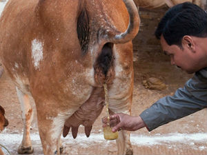 Giải khát bằng... nước tiểu bò ở Ấn Độ