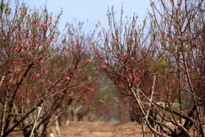 Thị trường - Tiêu dùng - Đào nở sớm, dân bán vội vài chục nghìn một cành chơi Tết... dương lịch