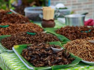 Ẩm thực - Những món ăn lạ đời nhất quả đất