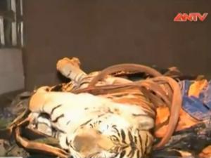 Video An ninh - Bắt quả tang vụ chở hổ đông lạnh đi tiêu thụ