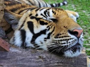 Tin tức trong ngày - Ukraine: Say rượu, mò vào vườn thú ôm… hổ