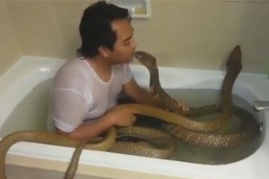 Video: Tắm chung với rắn hổ mang chúa