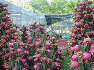 Giá cả hàng hóa - Những trái cây cực độc trong ngày tết của Việt Nam