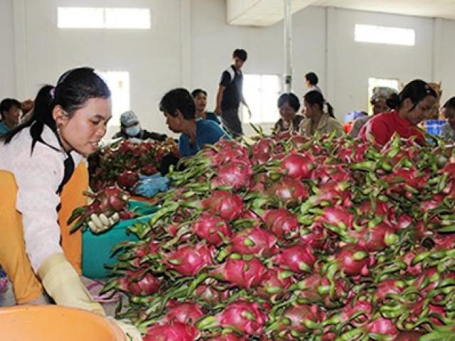 Sản xuất - Tiêu dùng - Trái cây Thái "mượn" Việt Nam tiến vào Trung Quốc