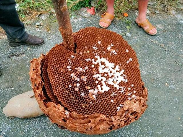 Chuyện lạ - Phát hiện tổ ong bắp cày khổng lồ ở Trung Quốc