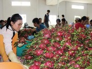 Sản xuất - Tiêu dùng - Trái cây Thái &quot;mượn&quot; Việt Nam tiến vào Trung Quốc