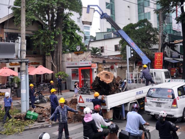 Tin tức trong ngày - Cổ thụ bật gốc giữa Sài Gòn, giao thông “tê liệt”
