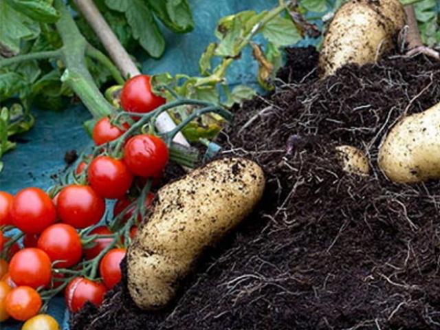 Giá cả hàng hóa - Đã mắt ngắm cây "đẻ" ra cả khoai tây lẫn cà chua