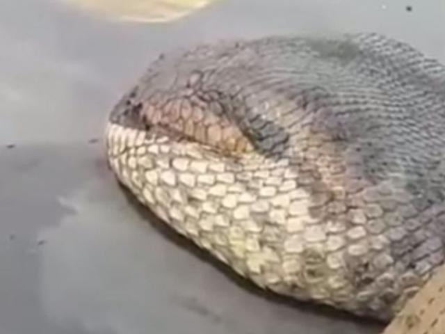 Phi thường - kỳ quặc - Video: Kinh hãi với "trăn khổng lồ lớn nhất thế giới"